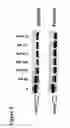 Fig. 08 - Novel protein associated with cell stress response