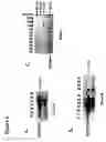 Fig. 09 - Novel protein associated with cell stress response