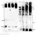 Fig. 01 - Chimeric West Nile viruses and uses thereof