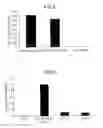 Fig. 03 - Selective culture method and isolation method of small hepatocytes with hialuronic acid