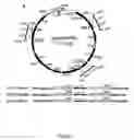 Fig. 02 - Method of introducing a mitochondrial genome into a eukaryotic cell mitochondrion