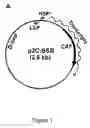 Fig. 04 - Method of introducing a mitochondrial genome into a eukaryotic cell mitochondrion