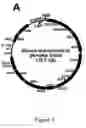Fig. 06 - Method of introducing a mitochondrial genome into a eukaryotic cell mitochondrion