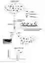 Fig. 01 - METHOD AND APPARATUS FOR MASS SPECTROMETRIC IMMUNOASSAY ANALYSIS OF SPECIFIC BIOLOGICAL FLUID PROTEINS