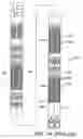 Fig. 02 - Ganged electrical outlets, apparatus, and methods of use