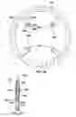 Fig. 33 - Bicycle sprocket