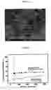 Fig. 09 - Intermetallic compound NiAl catalyst for reforming methanol and methanol reforming method using same