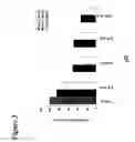 Fig. 04 - Treatment solution and method for preventing posterior capsular opacification by selectively inducing detachment and/or death of lens epithelial cells