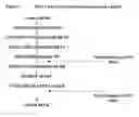 Fig. 02 - Method for purifying FSH