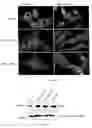 Fig. 07 - Cardiac muscle function and manipulation