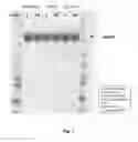 Fig. 02 - IN-SOLUTION ACTIVATION OF FACTOR VII
