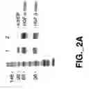 Fig. 07 - METHODS AND COMPOSITIONS FOR MODULATING HGF/MET