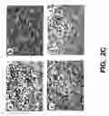 Fig. 09 - METHODS AND COMPOSITIONS FOR MODULATING HGF/MET