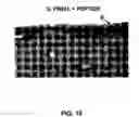 Fig. 19 - Method and peptide for regulating cellular activity