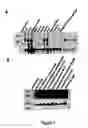 Fig. 08 - Genes encoding human deubiquitinating enzymes