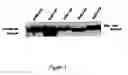 Fig. 09 - Genes encoding human deubiquitinating enzymes