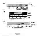 Fig. 10 - Genes encoding human deubiquitinating enzymes