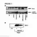 Fig. 24 - Genes encoding human deubiquitinating enzymes