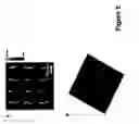 Fig. 06 - Nanoarrays of single virus particles, methods and instrumentation for the fabrication and use thereof