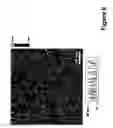 Fig. 07 - Nanoarrays of single virus particles, methods and instrumentation for the fabrication and use thereof