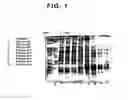 Fig. 02 - Recombinant protective protein from 