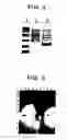 Fig. 03 - Recombinant protective protein from 