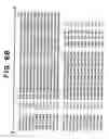 Fig. 07 - Recombinant protective protein from 