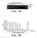 Fig. 07 - Antisense antiviral compound and method for treating picornavirus infection