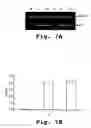 Fig. 08 - Antisense antiviral compound and method for treating picornavirus infection