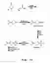 Fig. 12 - Antisense antiviral compound and method for treating picornavirus infection