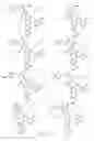 Fig. 23 - Alpha-helix mimetics and method relating to the treatment of cancer stem cells