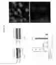 Fig. 306 - Alpha-helix mimetics and method relating to the treatment of cancer stem cells
