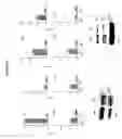 Fig. 312 - Alpha-helix mimetics and method relating to the treatment of cancer stem cells