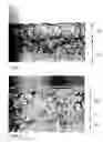 Fig. 02 - Solvent-less polyurethane foam with micro pores and method of fabricating synthetic leather therefrom