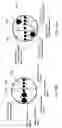 Fig. 08 - Apparatus for recognizing abnormal tissue using the detection of early increase in microvascular blood content