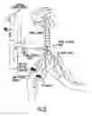 Fig. 09 - BIOMORPHIC RHYTHMIC MOVEMENT CONTROLLER