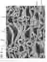 Fig. 07 - Absorbent article formed with microlayered film