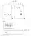 Fig. 15 - METHOD OF PRODUCING TRANSGENIC PLANTS HAVING IMPROVED AMINO ACID COMPOSITION AND IMPROVED YIELDING