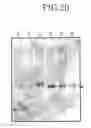 Fig. 19 - METHOD OF PRODUCING TRANSGENIC PLANTS HAVING IMPROVED AMINO ACID COMPOSITION AND IMPROVED YIELDING