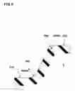 Fig. 06 - Assembly of pneumatic tire, noise damper and rim