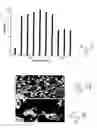 Fig. 06 - Stable dispersions of polymer-coated graphitic nanoplatelets