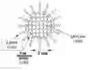 Fig. 01 - Electronic and optoelectronic devices with quantum dot films