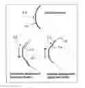 Fig. 01 - Bifocal contact lens