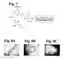 Fig. 06 - Methods of determining βtubulin expression