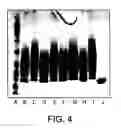 Fig. 04 - Conjugates of hydroxyalkyl starch and a protein, prepared by reductive amination