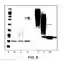 Fig. 07 - Conjugates of hydroxyalkyl starch and a protein, prepared by reductive amination