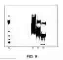 Fig. 08 - Conjugates of hydroxyalkyl starch and a protein, prepared by reductive amination