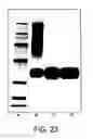 Fig. 20 - Conjugates of hydroxyalkyl starch and a protein, prepared by reductive amination
