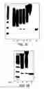Fig. 22 - Conjugates of hydroxyalkyl starch and a protein, prepared by reductive amination