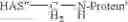 Fig. 47 - Conjugates of hydroxyalkyl starch and a protein, prepared by reductive amination